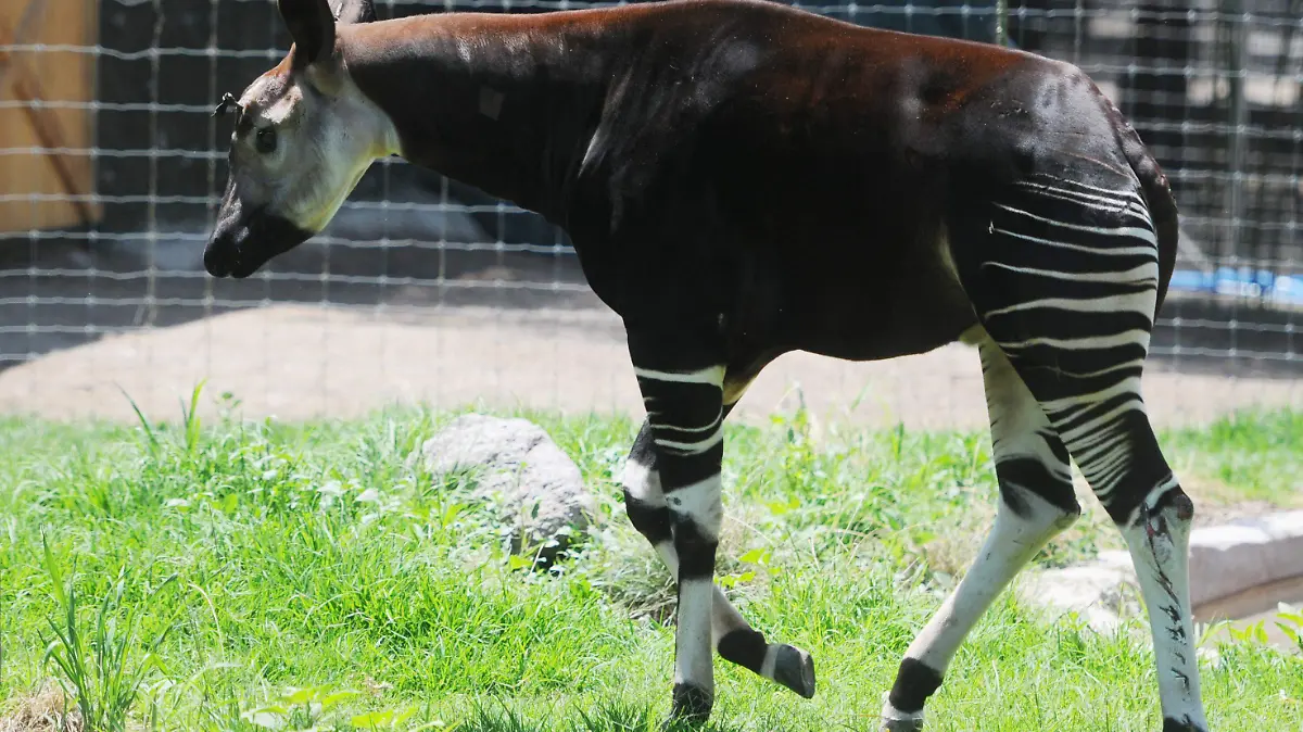 GGARCIA OKAPI (6)